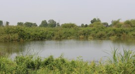 IMG_8350 (800x533)