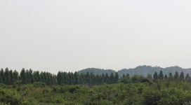 IMG_8353 (800x533)